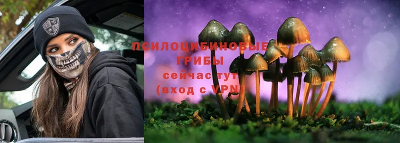 Псилоцибиновые грибы Psilocybe  omg ТОР  Зеленогорск 